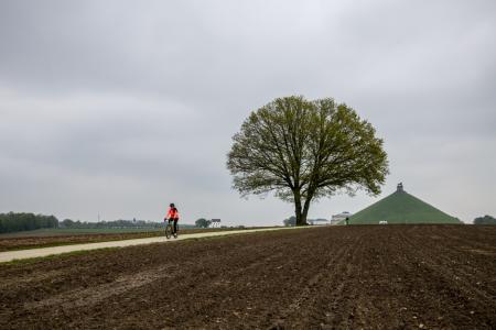 kolenwoud