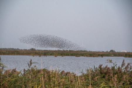marker wadden