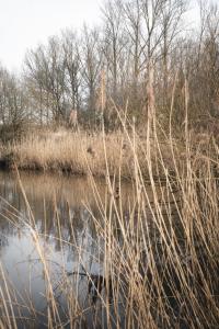 prinsbeemden