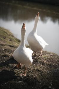 prinsbeemden