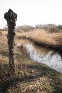 prinsbeemden