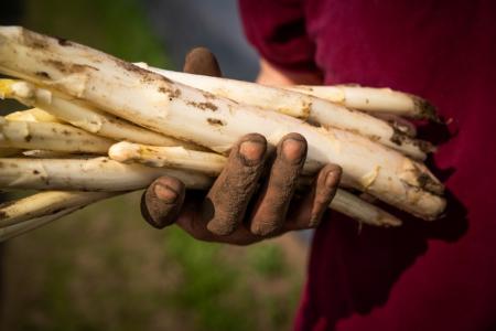 asperges