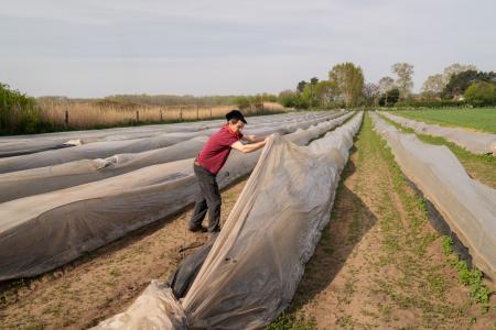 asperges