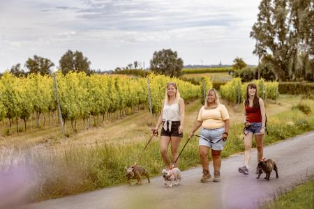 Wandelen langs en door wijndomein Ravenstein - Wandelnetwerk Ieperboog Oost