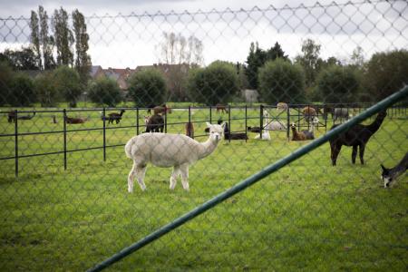 Meesters langs de Leie