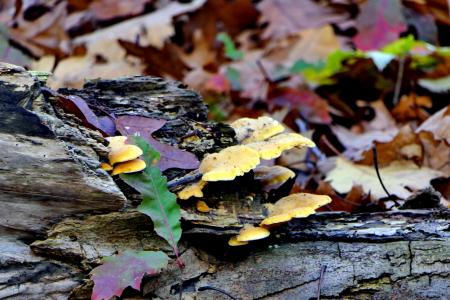 Een keur aan zwammen en paddenstoelen