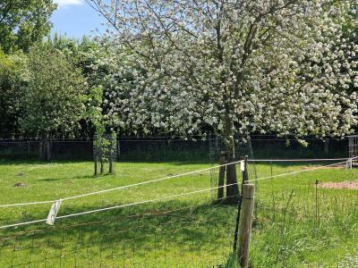 De lente in al zijn pracht