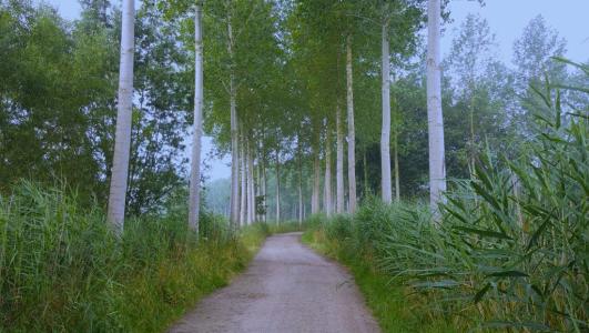 Dreef in het Kasteelbos
