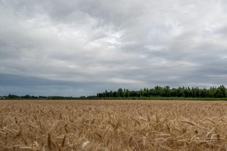 Hoeleden