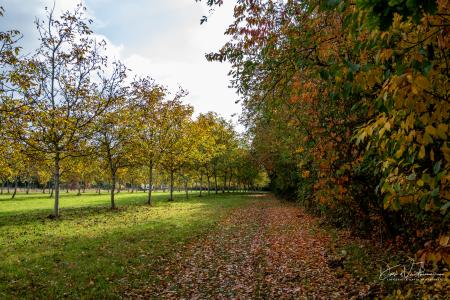 Wandelen door Troostembergbos