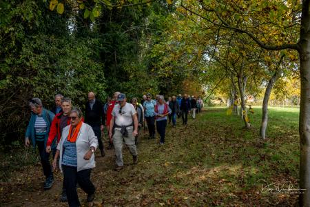 Wandelen door Troostembergbos