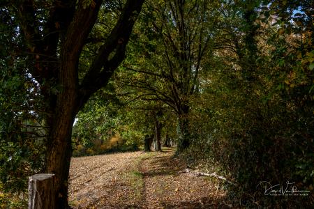 Wandelen door Troostembergbos
