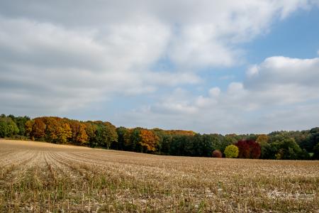 Wandelen door Troostembergbos