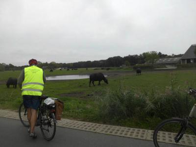waterbuffels