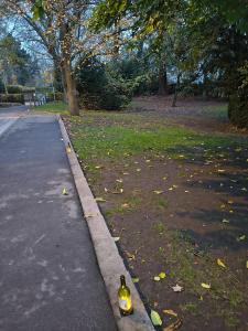 kaarslichtjes wijzen de weg