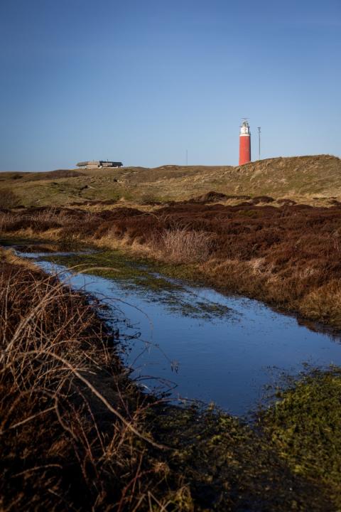 Texel