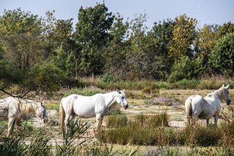 camargue