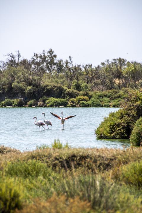 camargue