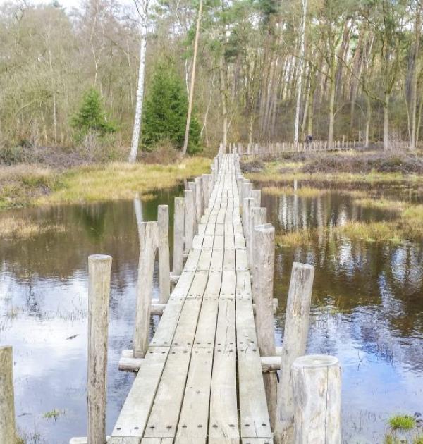 de grote nete