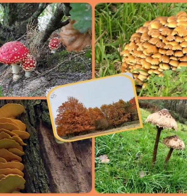 Op zoek naar paddenstoelen