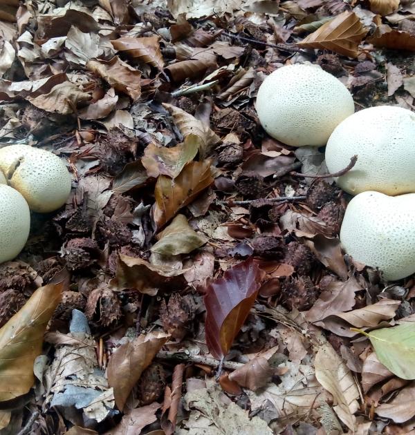 paddestoelen in beernem