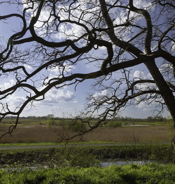 Bourgoyen