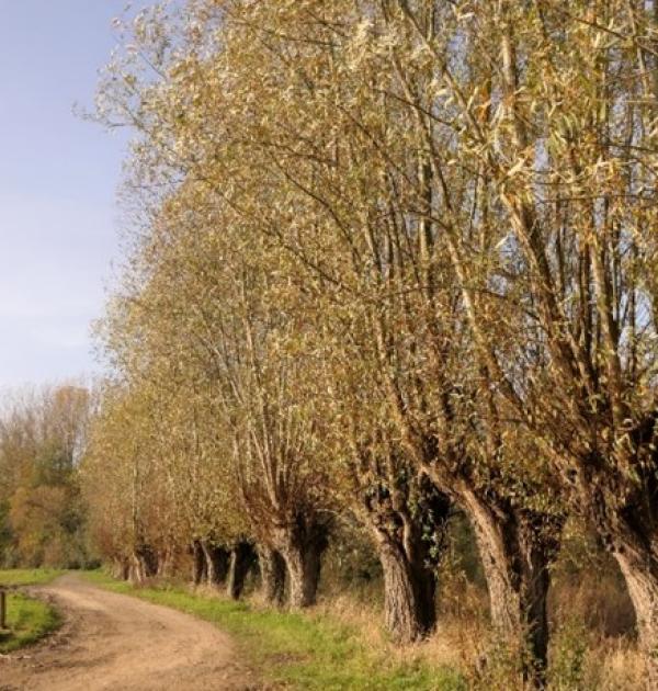 hillegem