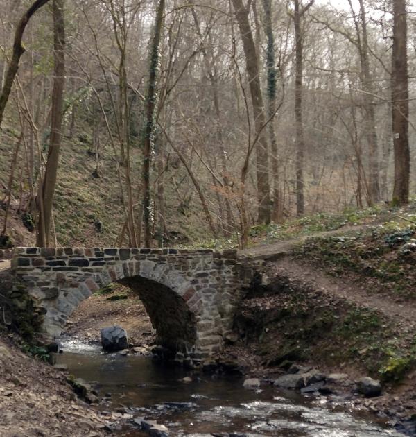 een merkwaardig brugje in het bos