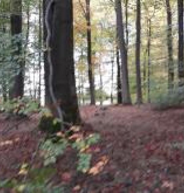 herfstwandeling