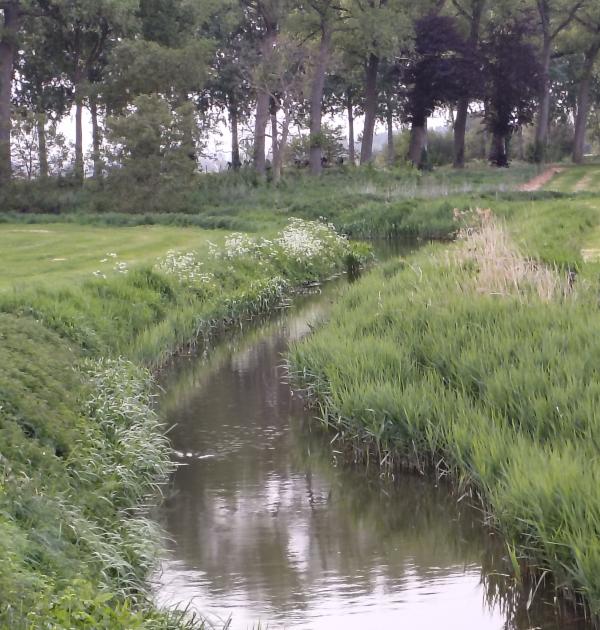 Lieve