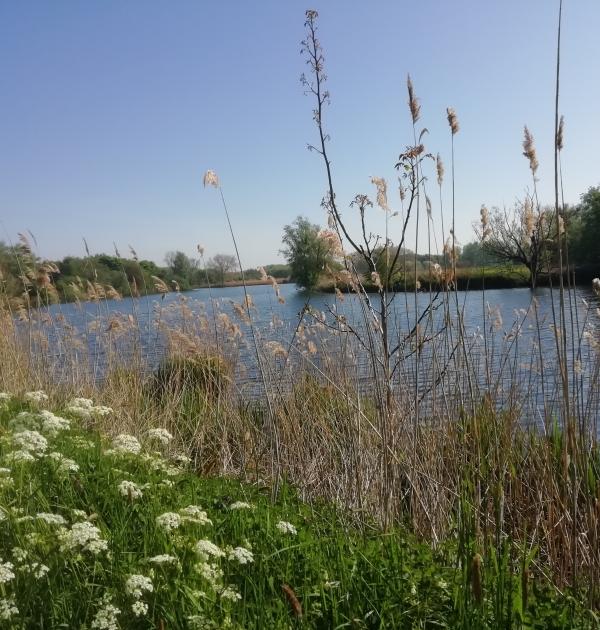 Molsbroek