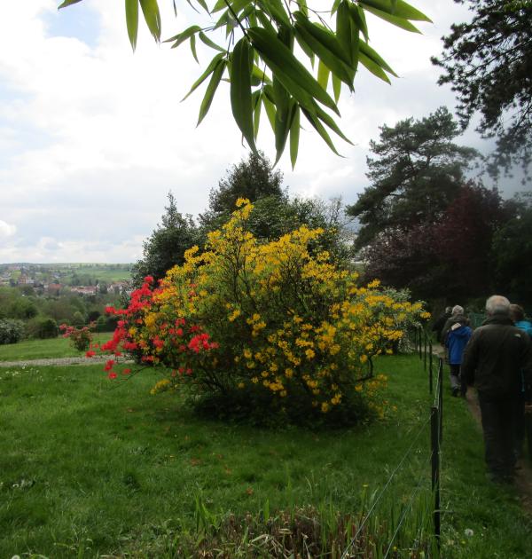 Landschap met fleurige struiken.