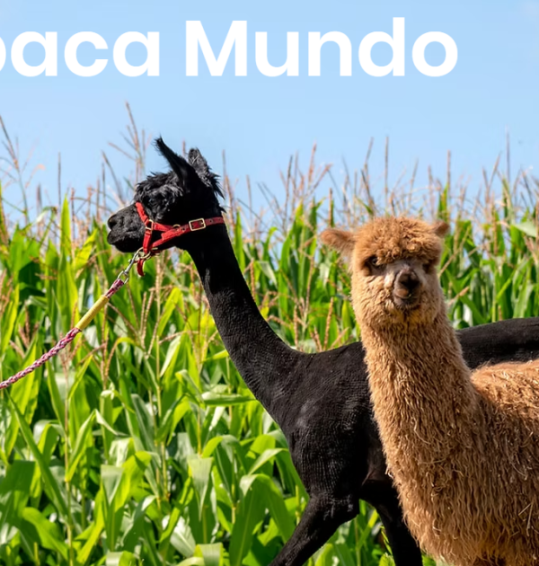 Alpaca wandeling