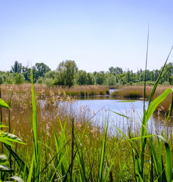 muisbroek