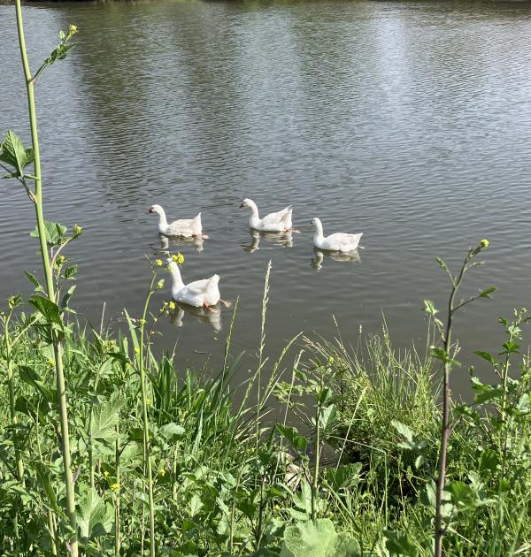 avondfietstocht
