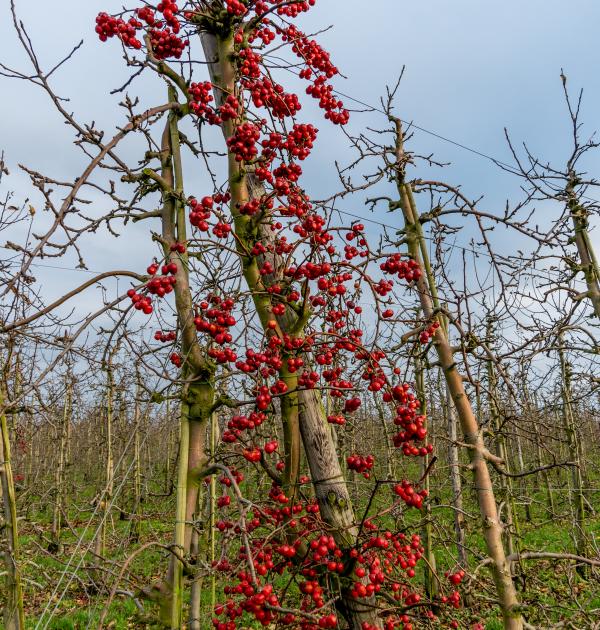 Ledenfeest Pasar Bekkevoort