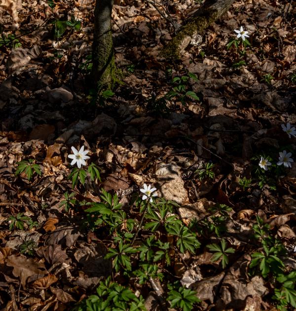 Houffalize