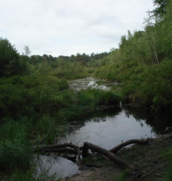 Edegemse Beekvallei in Kontich