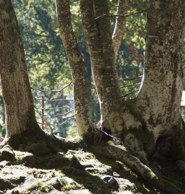 Hoofdfoto Camping Les Murmures Du Lignon