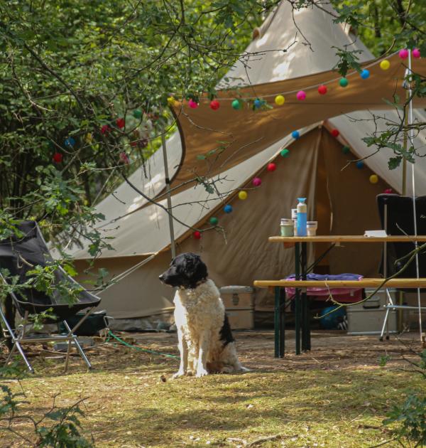 Hoofdfoto Landgoedcamping Het Meuleman