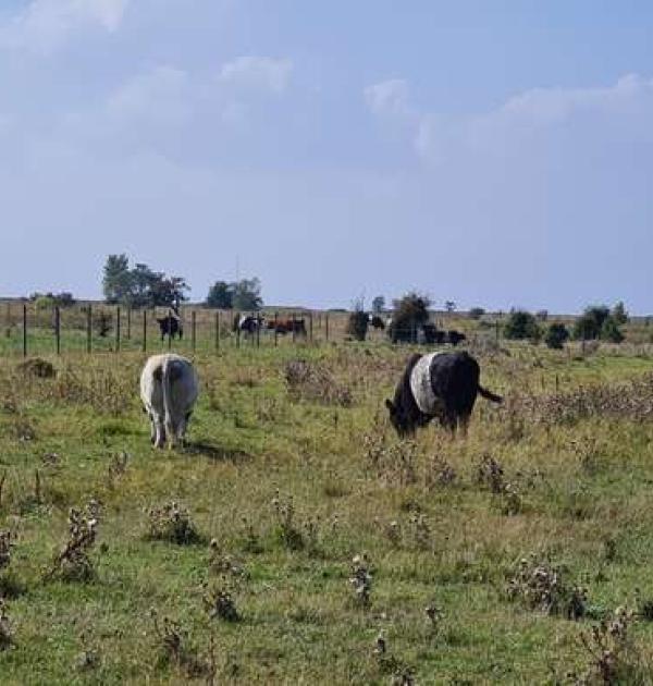 Hoofdfoto Camperlocatie Gessie