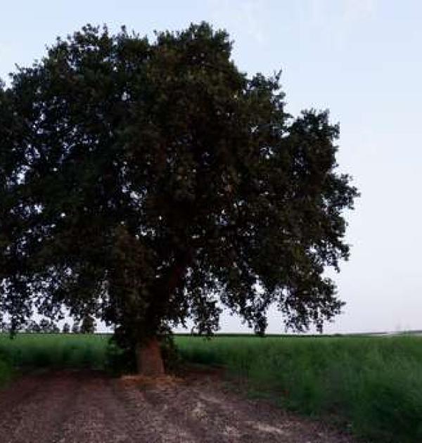 Hoofdfoto Posta Faugno - Armonicoltura