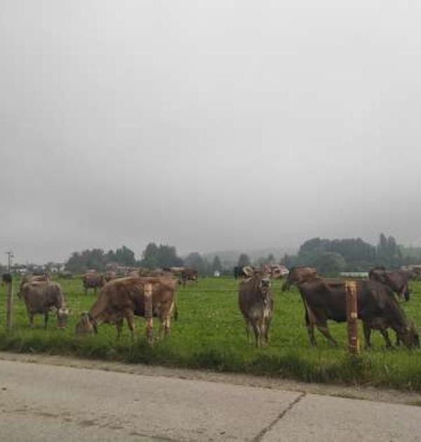 Hoofdfoto MyCabin - Bio-Bauernhof im Allgäu