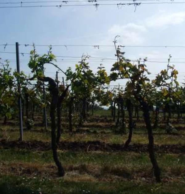 Hoofdfoto Weingut Schreieck