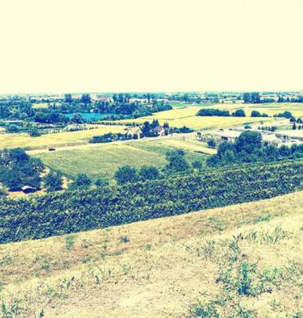 Hoofdfoto Weingut Weber