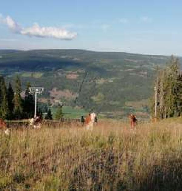 Hoofdfoto Kvitfjell