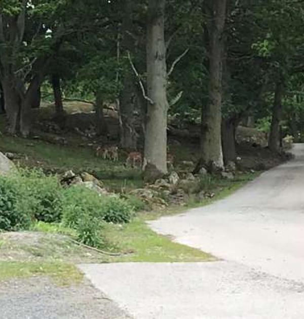 Hoofdfoto Eriksberg Vilt & Natur