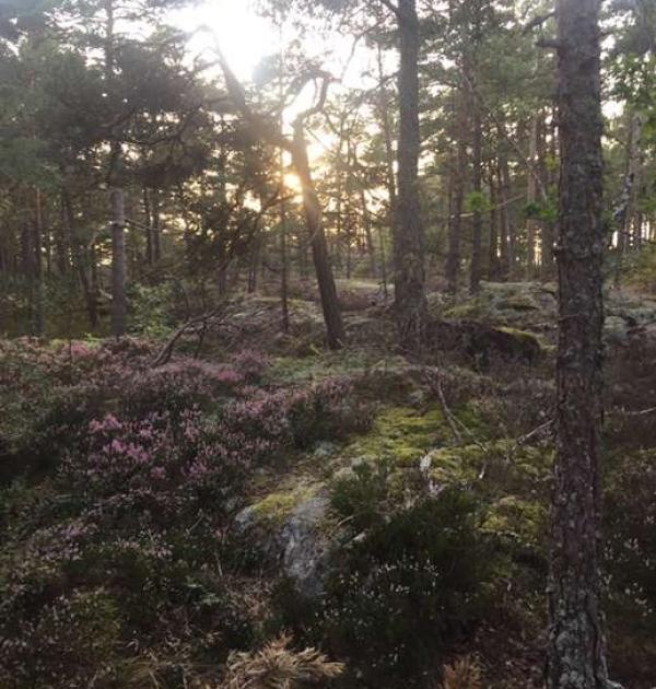 Hoofdfoto Parking Sandvik