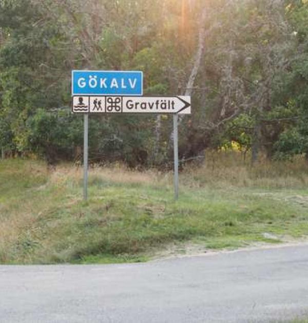 Hoofdfoto Gökalv