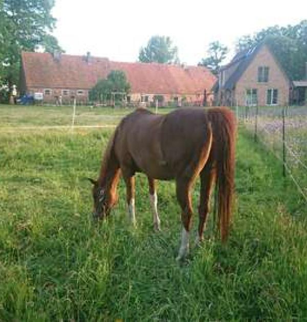 Hoofdfoto Homanns Hof